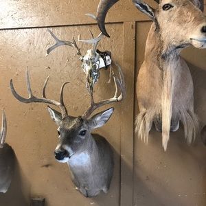 Meet your Posher, Jerry